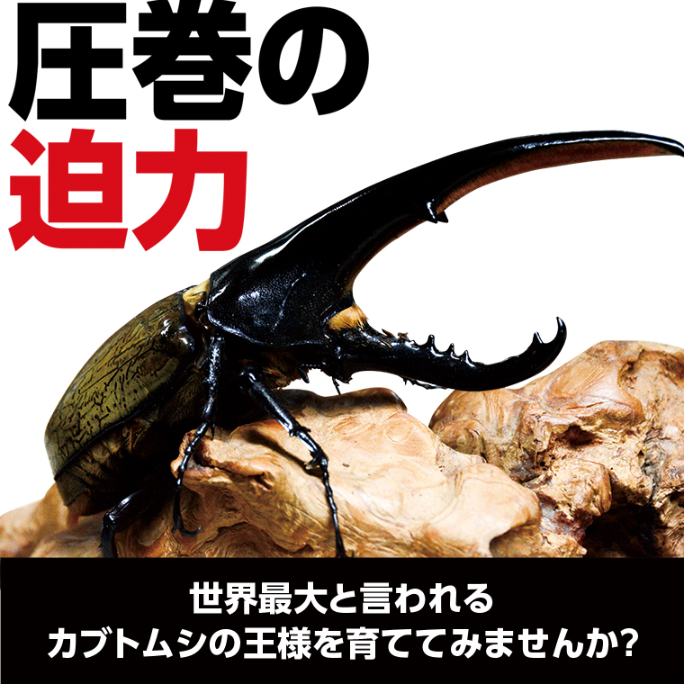 【B76001】ヘラクレスオオカブト（ヘラクレスヘラクレス）カブトムシ　3令幼虫ペア（オスメス）　人工蛹室付_イメージ2