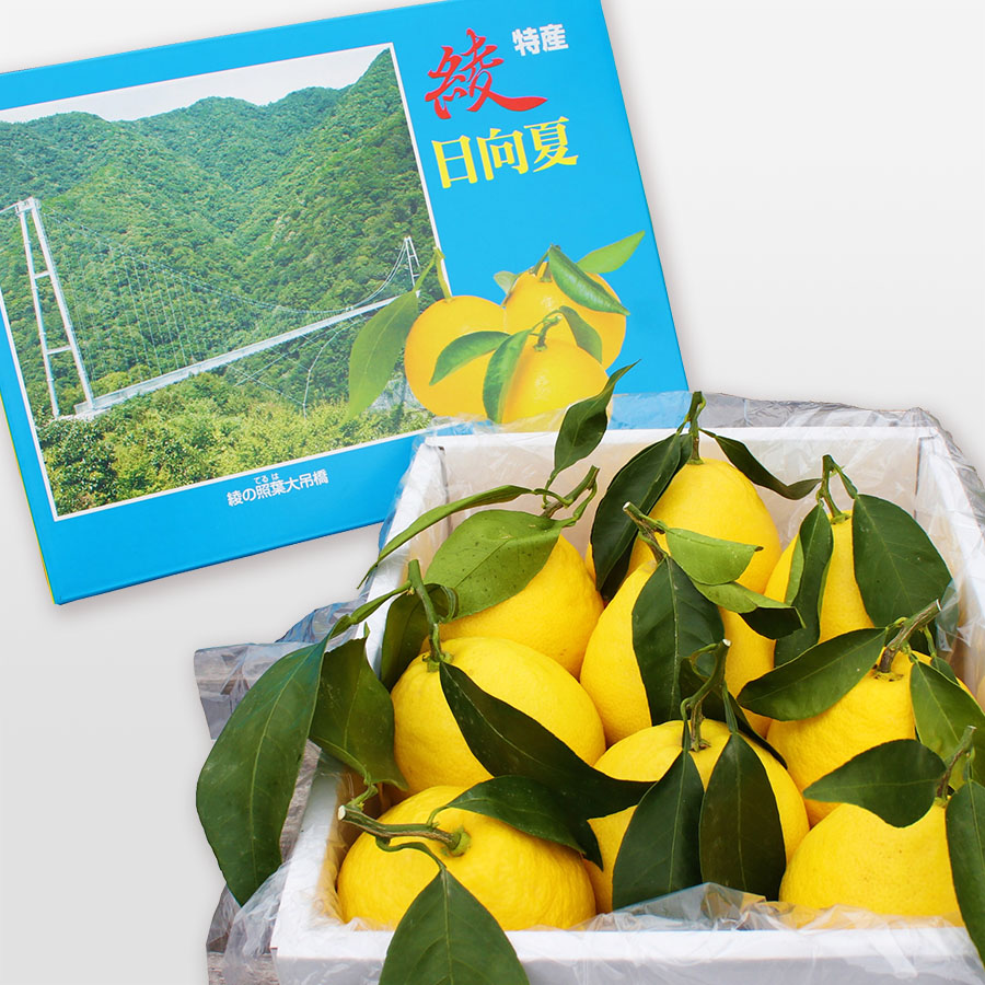 露地日向夏（オール葉付）2.5ｋｇ化粧箱入り（５Lサイズ）