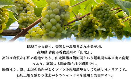 ワイン 人気 白 高知県産ワイン tosa cavatina 山北シャルドネ2024 (750ml×1本) - 白 辛口 お酒 さけ アルコール ボトル 瓶 ギフト 送料無料 高知県 香南市 冷蔵 i