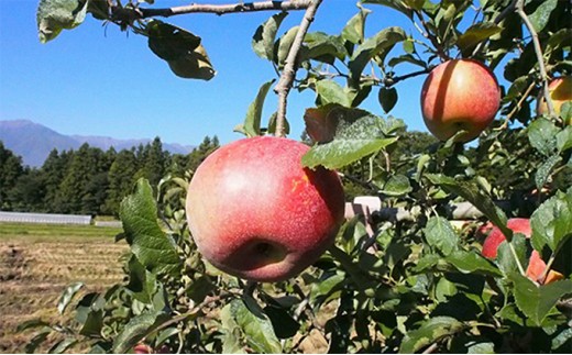 
            2026年産 りんご 長野 特選 贈答用 シナノスイート 5kg （12～18玉） 産地直送 ギフト プレゼント 贈答 贈答品 贈り物 フルーツ 果物 デザート おやつ リンゴ 林檎 秋 旬 信州 南信州産 長野県 長野県産 2026 2026年[№5659-1135]
          