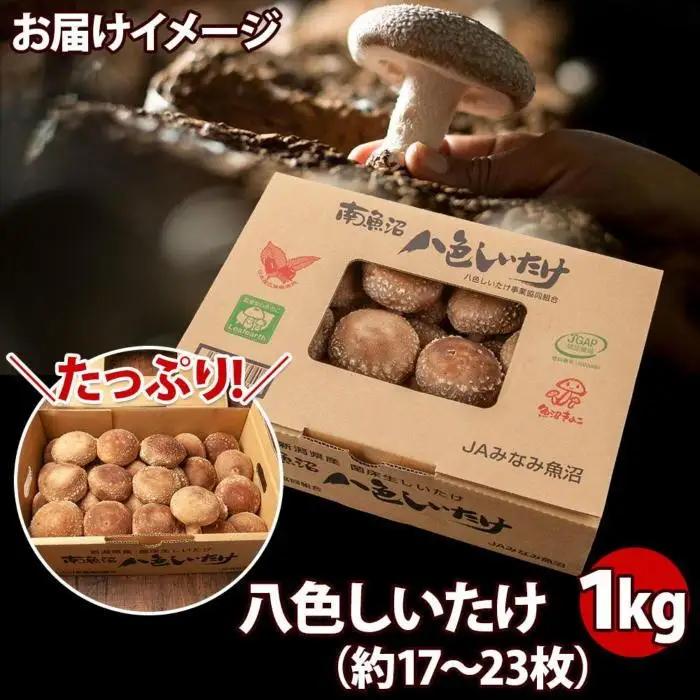 八色 しいたけ 1kg　しいたけ