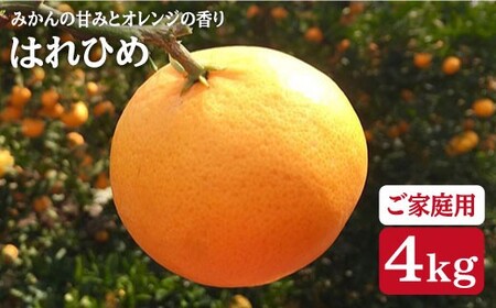 【先行予約☆ご家庭用みかん】 はれひめ 約4kg（サイズ混合）＜広津農園＞ [CBN003] 長崎 西海 みかん ミカン 蜜柑 オレンジ