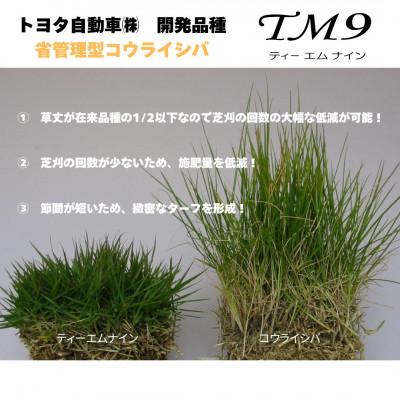 ふるさと納税 琴浦町 【2026年3月以降順次発送】芝生(省管理型コウライ芝　TM9ティーエムナイン)2束セット※2平米分 |  | 01