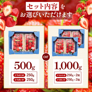 【定期便2回】いちご とちおとめ・とちあいか 食べ比べ 500g