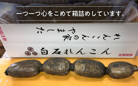 先行予約 2027年1月～発送 【3回定期便】 れんこん 2kg×3回（計6kg） / れんこん [IAW005]