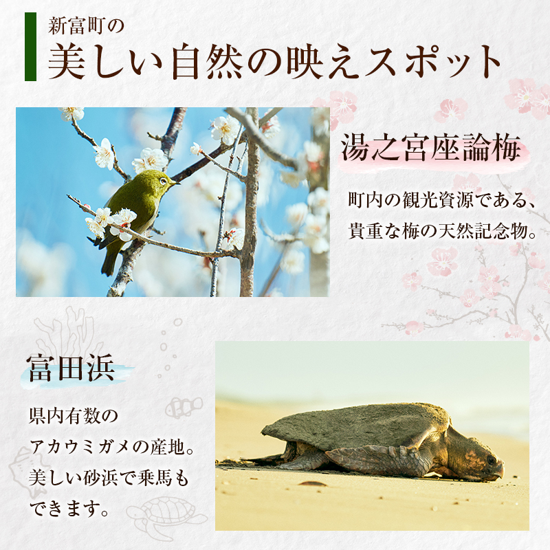 「ひなた写真館」家族写真撮影 チケット 猫・犬のご家族も大歓迎！ 記念写真 フォトスタジオ 成人式 七五三 アニマルフォト 【F136】_イメージ4