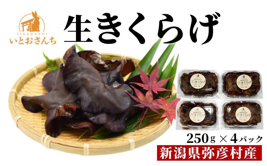 新潟県弥彦村産 越のうさぎ 生きくらげ(250g×4パック)＜栽培期間中農薬不使用＞ | 手のひらサイズ 大きい 肉厚食感 プリプリ きくらげ 木耳 キクラゲ きのこ キノコ 歯ごたえ 新潟県 弥彦村