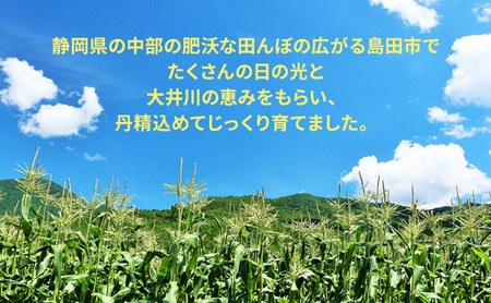 【先行予約】朝採り新鮮な 静岡県産 とうもろこし 12本～14本 【2026年6月中旬より順次発送】 野菜 新鮮 トウモロコシ 静岡 島田