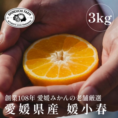 愛媛みかんの老舗厳選 【媛小春 3kg】【希少柑橘】『黄色いのに驚きの甘さ』新口農園【E70−61】【1592112】