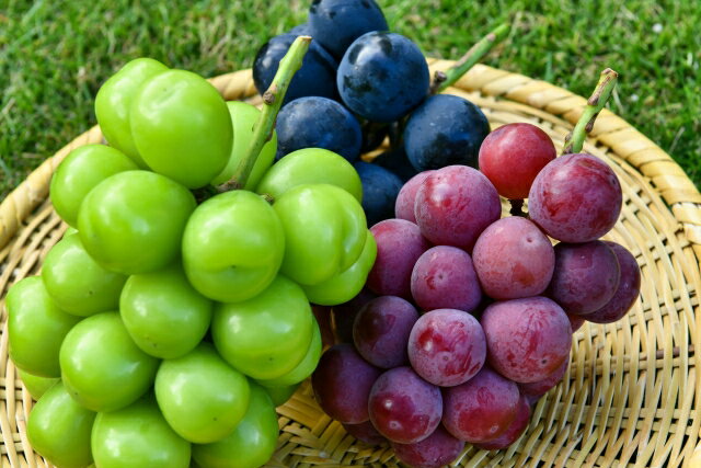 【ふるさと納税】【2026年 先行予約】贈答用 信州産 葡萄【詰め合わせ】3房 【シャインマスカット、ナガノパープル、クイーンルージュ®】（8月頃から順次発送） | 果物 くだもの フルーツ シャインマスカット ナガノパープル クイーンルージュ® 信州産 長野県 塩尻市