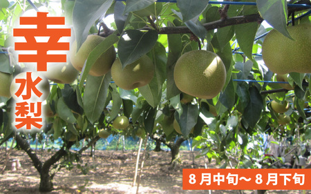【先行予約】「福井梨」6～8玉 シャキっとした食感♪ あふれ出す果汁！【幸水梨】【2026年8月下旬以降順次発送予定】【梨 なし 和梨 先行予約 ナシ フルーツ 甘い みずみずしい 果実 果物 新鮮 