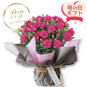【母の日ギフト】鉢もの　「カーネション7号ピンク」＜出荷開始：2025年5/1-5/11お届け 当店おまかせ＞母の日カード付き