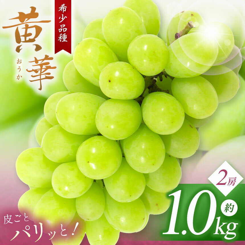 【ふるさと納税】【先行受付】選べる 松本生まれの品種 ぶどう 黄華(おうか) 1房 約500g or 2房 約1kg｜ふるさと納税 黄華 長野県 信州 松本市 松本原産 松本発祥 果物 ぶどう マスカット フルーツ ブドウ 甘い 葡萄 種無し 新鮮 信州産 先行予約