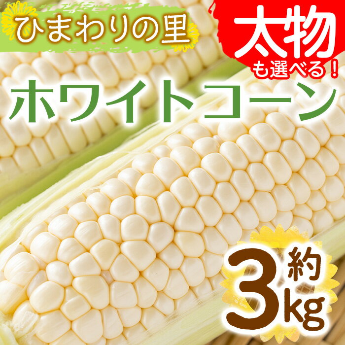 【ふるさと納税】＜先行予約！2026年6月上旬以降順次発送予定＞＜太物も選べる＞太物！ホワイトコーン(約3kg/通常品・2Lサイズ以上) 国産 トウモロコシ 野菜 コーン とうもろこし 産地直送 新鮮 冷蔵便【man110・man111】【Aglio nero】