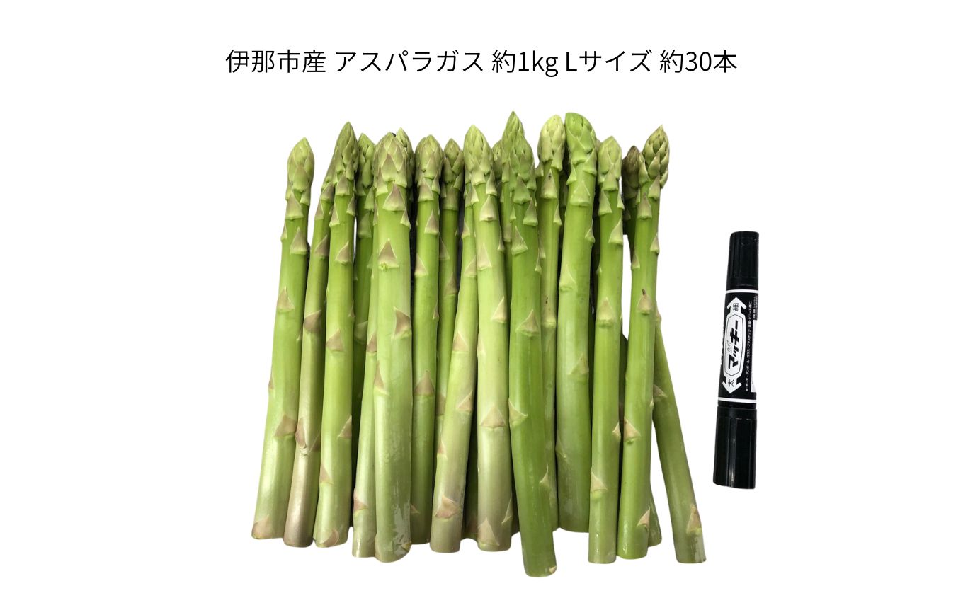 アスパラ 伊那市産 アスパラガス 約1kg Lサイズ 約30本 | 野菜 アスパラガス 焼く 茹でる だけで 主役級 伊那市 長野県 ふるさと納税 【013-49】