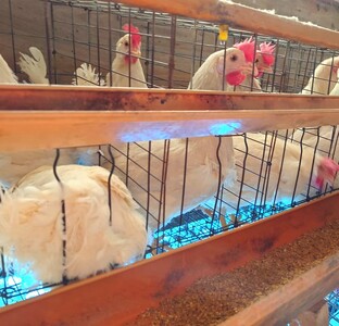 卵 30個 ( たまご 25個 + 割れ補償 5個 ) 国産 鶏 さくら 簡易包装 コクのある 濃い 風味 とれたて 生たまご 滋賀 地産地消 の 飼料米 玉子 産みたて 国産 新鮮 卵かけご飯 大容