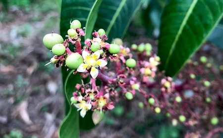 【2025年発送】久米島赤鶏牧場 直送！糖度15度以上「プレミアム」完熟マンゴー 2玉（約1kg） マンゴー 完熟 アップルマンゴー アーウィン 糖度15度 特選品 プレミアム 贈答 贈り物 甘い 濃