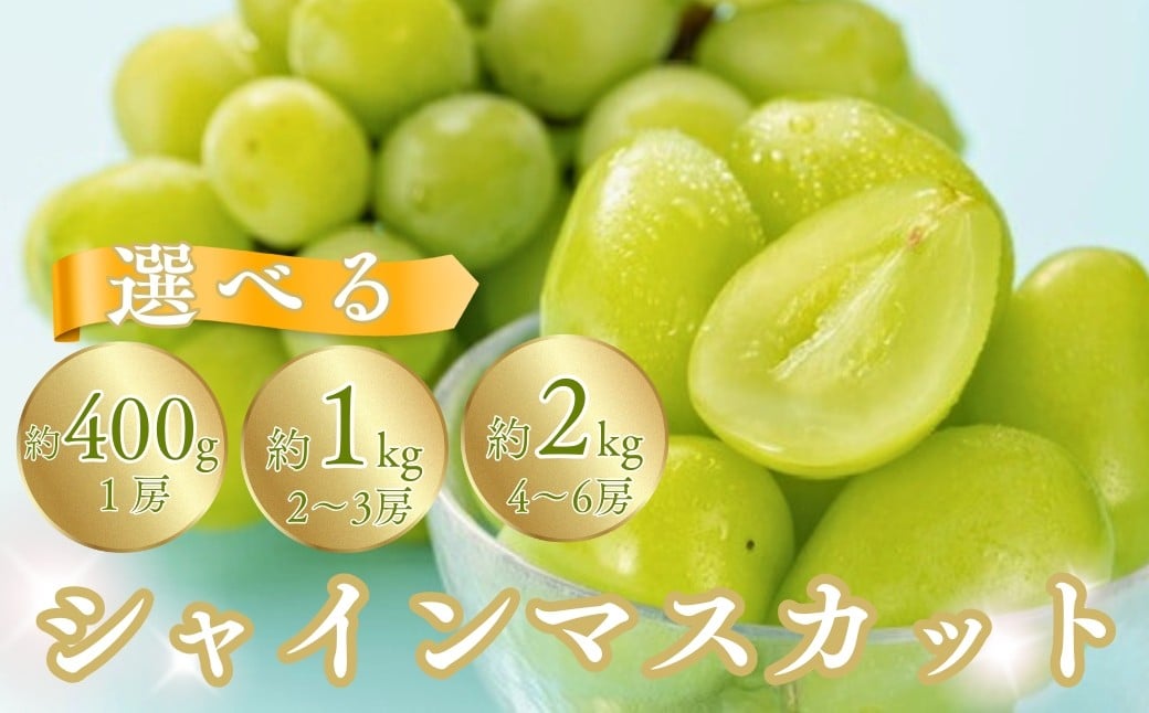 
                  【2026年先行予約】シャインマスカット 1房(400g以上) / 約1kg（2~3房）/ 約2kg（4~6房） | 葡萄 グレープ 果物 フルーツ シャインマスカット 信州ぶどう 信州葡萄 産地直送 種無し 皮ごと食べれる 白ぶどう マスカット 信州 長野 千曲市
                