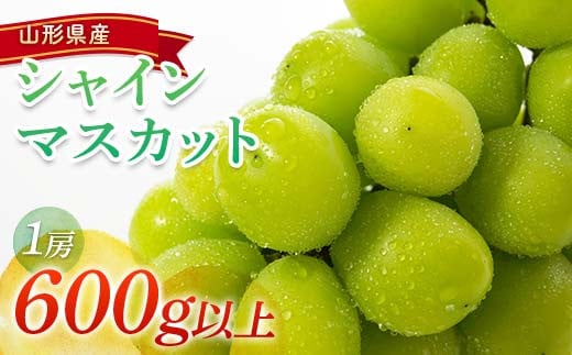 【令和7年産先行予約】 シャインマスカット 600g以上 (1房 秀) 《令和7年9月頃～発送》 『南陽中央青果市場』 マスカット ぶどう 種なし 果物 フルーツ デザート 山形県 南陽市 [1206]