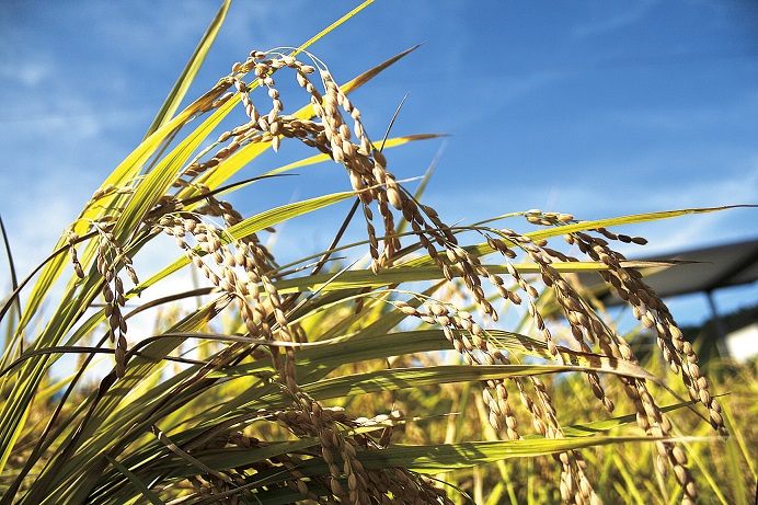 FS-03 米 「二百年米」三重県産 コシヒカリ 精米 (5kg×2)