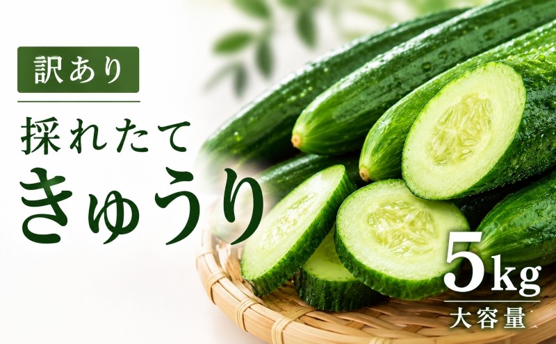 
                  【先行予約】訳あり きゅうり 5kg 胡瓜 新鮮 とれたて 野菜 やさい サラダ 冷蔵配送 冷蔵 産地直送 とれたて 徳用 【10月中旬以降発送】 まるてん農園 埼玉県 羽生市
                