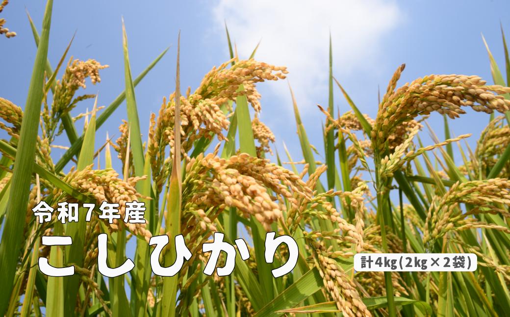 
            150287 【令和7年産】しまね川本 こしひかり 4kg（2kg×2）
          