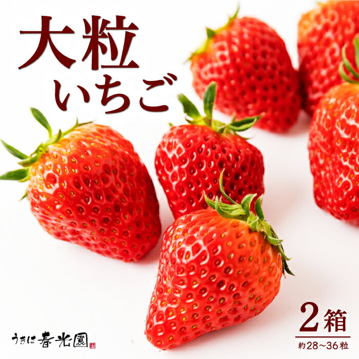 【ふるさと納税】 春光園 大粒いちご おたのしみBOX 2箱【2026年2月から2026年4月下旬発送予定】いちご イチゴ 旬 フルーツ 果物 果実 送料無料 福岡県 うきは市