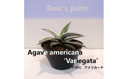 
アガベアメリカーナ　Agave americana Variegata_栃木県大田原市生産品_Bear‘s palm

