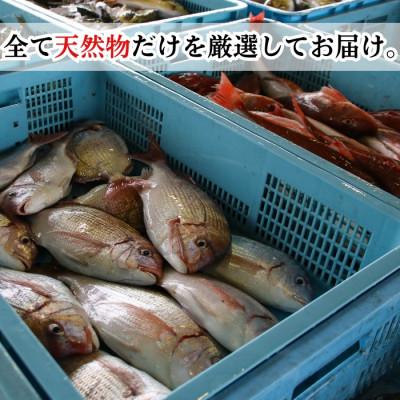 ふるさと納税 南知多町 プロの下処理済み!急速冷凍 天然魚・アラセット(真空パック+煮魚タレ付き) |  | 03