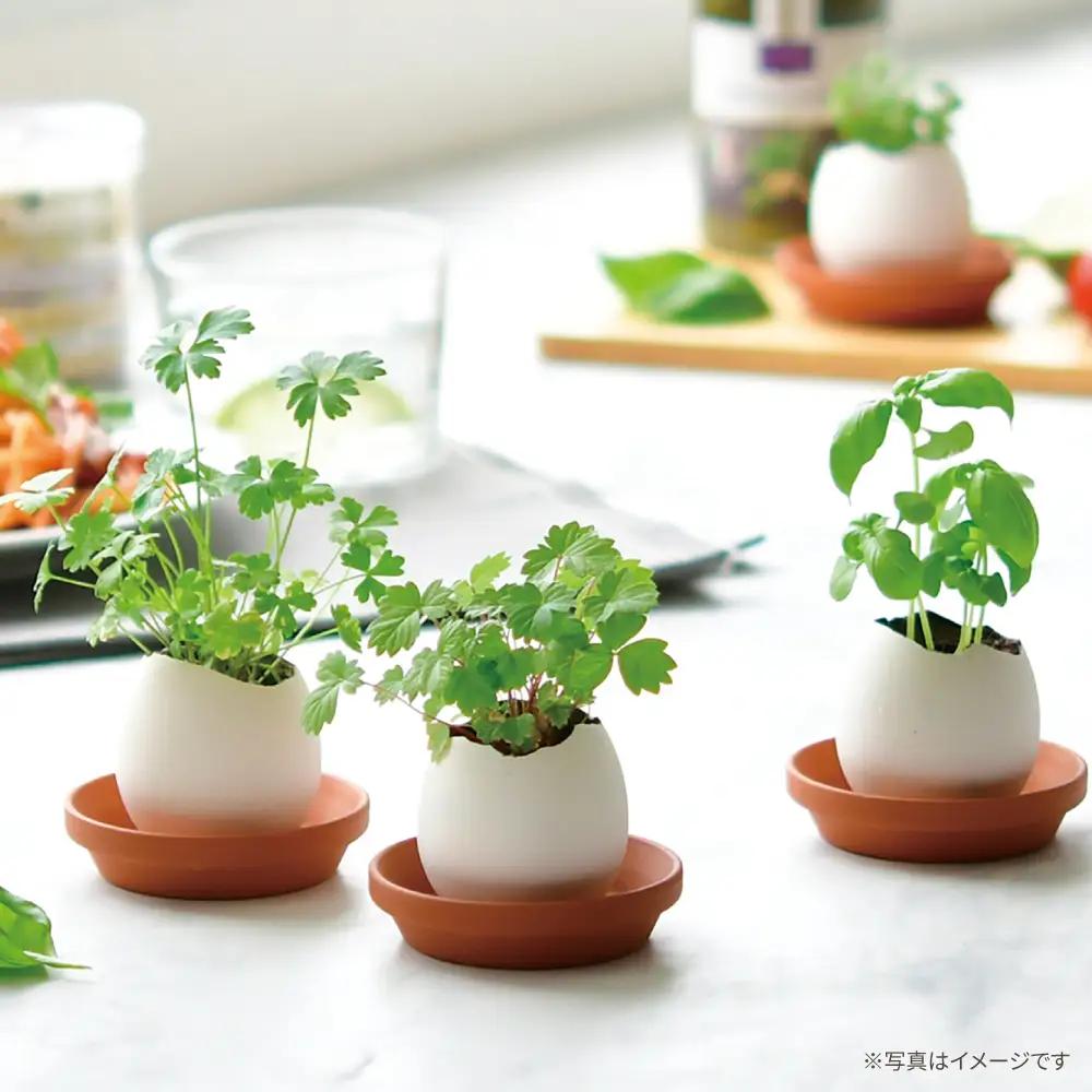 エッグリング クリアパッケージ 2個（バジル、クローバー） / 栽培キット 園芸 ハーブ / 瀬戸市 / 聖新陶芸[BBEK003]