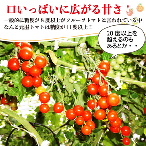 元服トマト 1kg フルーツトマト 野菜 とまと 糖度9 ミニトマト あまい 甘い 甘いトマト リコピン 食品 旨味 ミネラル ビタミンC 栄養 自宅用 お試し ごはん 夕飯 おかず サラダ 国産 三