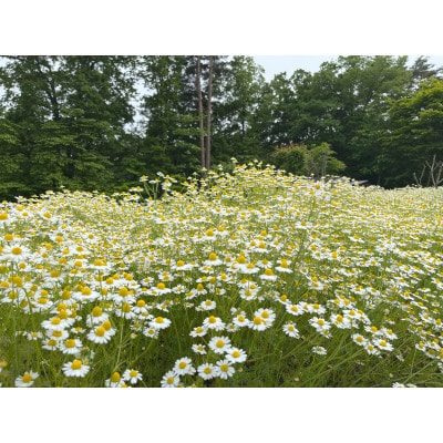 華密恋(KAMITSUREN)カモミールエキス100%薬用入浴剤 300ml(医薬部外品)