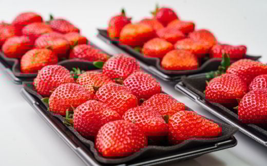 【先行受付】【期間限定】あまりん 大玉のみを厳選してお届け4パックセット  土耕栽培いちご こだわりあまりん 埼玉県 川島町 いちごファクトリー