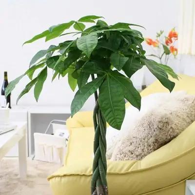 【観葉植物】パキラ 7号 ホワイトスクエア陶器鉢 ストレート 高さ:約85cm～1m内外(鉢底より)【観葉植物 インテリア 部屋 おしゃれ 福岡県 筑前町 送料無料 AG007】