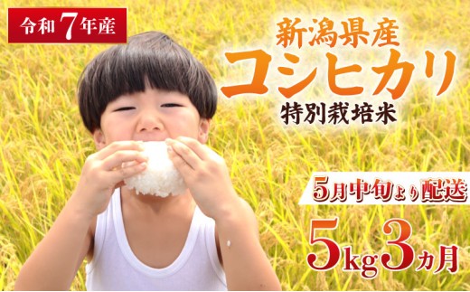 【2026年5月中旬より順次配送】令和7年産 特別栽培米 コシヒカリ 5kg 3回 定期便 コンテスト 入賞 米 おこめ お米 ブランド米 ご飯 ごはん オニギリ お弁当 kome 送料無料 数量限定 農家直送 産地直送 国産 川瀬農園 四代目 悠助 新潟 新発田 kawase1009_03