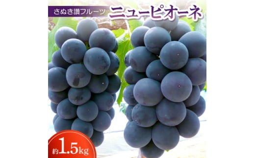 さぬき讃フルーツ「ニューピオーネ」約1.5kg ＜令和7年8～9月発送＞【1609802】