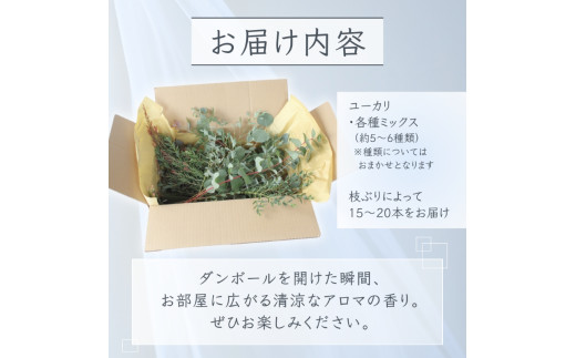 ＼アロマ効果抜群／  ユーカリとアカシア(ミモザ)のアレンジ〈なかやFarm 和歌山県 紀美野町〉/  オージープランツ 癒し 清涼感 植物 花瓶 ユーカリ アカシア ミモザ ハーブ プレゼント ギフ