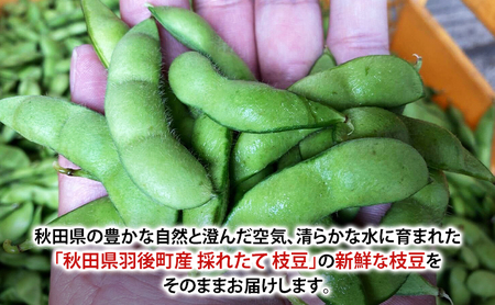 先行予約 秋田県 羽後町産 枝豆 500g （250g×2） [えだまめ 簡単調理レンジ 国産 国産野菜 おつまみ] 