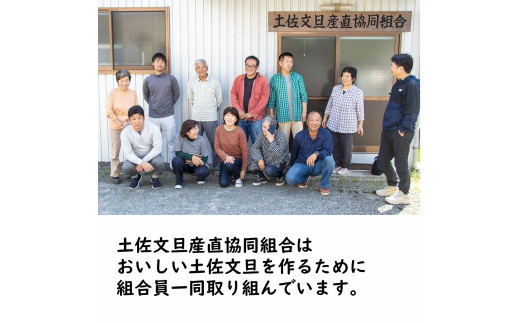 生産者直送　土佐文旦3.0kg[2L～4L]家庭用 【2026年1月下旬より発送】 家庭用 文旦 柑橘 みかん フルーツ  果物  産地直送 お取り寄せ 人気  美味しい 名産  高知県 高知