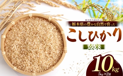 【先行予約】 こしひかり（玄米）約 10kg 栃木県共通返礼品｜コシヒカリ 米 玄米 おいしい お米 こめ おこめ  国産 ごはん ご飯  米 おこめ 限定 ランキング 人気  ふるさと 納税 栃木県 那珂川町 送料無料