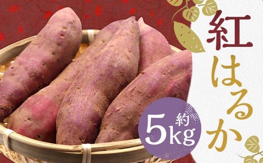 紅はるか 約5kg さつまいも サツマイモ 野菜 いも【2027年2月上旬～6月下旬発送予定】