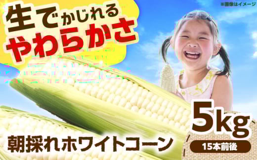 【6月頃発送予定】朝採れとうもろこし ホワイトコーン 5kg/15本前後 高槻市産 とうもろこし トウモロコシ コーン 甘い 野菜 新鮮 大阪府高槻市/高槻あぐり [AOCS029]