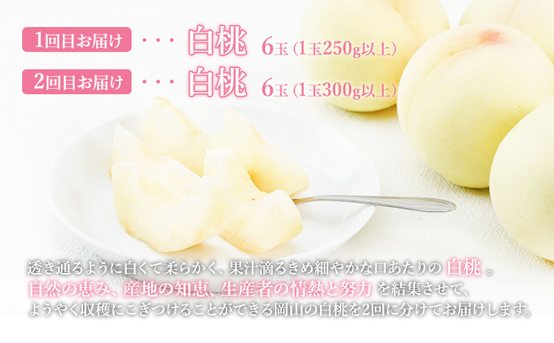 桃 定期便 2025年 先行予約 晴れの国 岡山 の 白桃 ×2回 お届け 1回目 白桃 6玉（1玉250g以上）／2回目 白桃 6玉（1玉300g以上） 化粧箱入り もも モモ 岡山産 国産 フルーツ 果物 ギフト 