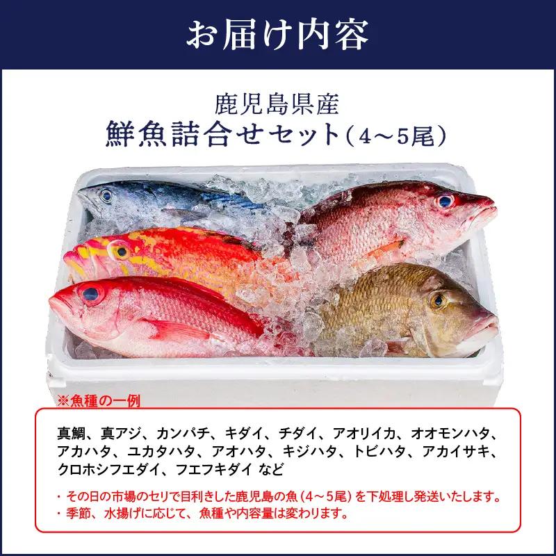 2531 鹿児島県産 鮮魚 詰合せ セット（ 4～5尾 ） KN025-004-02 魚