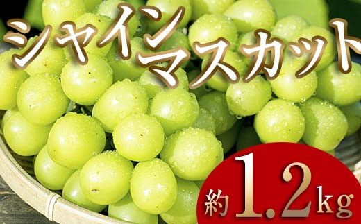 ＜2025年秋発送分先行予約＞大人気！復活！伊達市産 シャインマスカット 約1.2kg（2～4房）フルーツ 果物 ぶどう マスカット デザート 福島県 伊達市  ブドウ 葡萄 フルーツ くだもの 果実 F20C-656