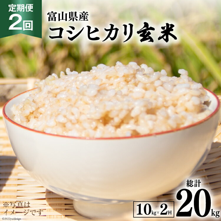 【ふるさと納税】 2回 定期便 米 コシヒカリ 玄米 10kg ×2回 総計 20kg [アグリ金山 富山県 朝日町 34310432] お米 美味しい こしひかり ご飯 ごはん 富山県産 数量限定 農家 直送