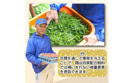 平飼い！高級有精卵 50個入り（Lサイズ） / 玉子 たまご 高級 平飼い 贈答 【ymg609-p-50A】