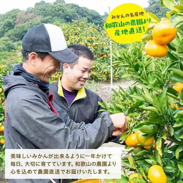 【訳あり・ご家庭用】【果汁たっぷり】迫力満点 大粒 有田みかん サイズ混合(2L～4L)　約5.2kg(5kg+200g)【2026年11月中旬～1月中旬頃に順次発送予定】【AA-ard225A】