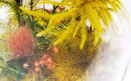 【さとリウム®】プリザーブド加工のテラリウム 秋 1セット ｜テラリウム ガラスドーム 苔 こけ コケ 植物 鑑賞用 インテリア 水やり不要