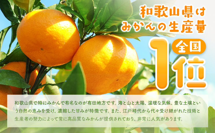 先行予約【秀品】有田産極 早生 みかん 約5kg (2S～Lサイズ混合) 厳選館《2025年10月上旬-12月中旬頃出荷》和歌山県 日高川町 早生みかん みかん 完熟 柑橘 蜜柑 ミカン フルーツ 果